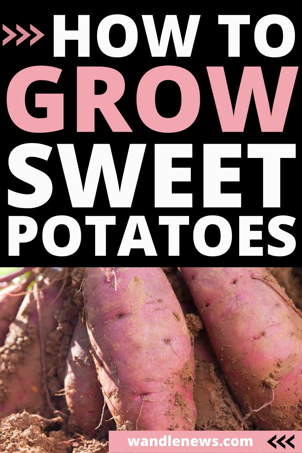 While sweet potatoes thrive in warm and humid conditions, it is still possible to grow them in the UK, or other locations which have cooler climates.  This post tells you everything you need to know about how to grow sweet potatoes.