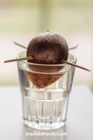How to Grow an Avocado from Seed - Simple & Easy!