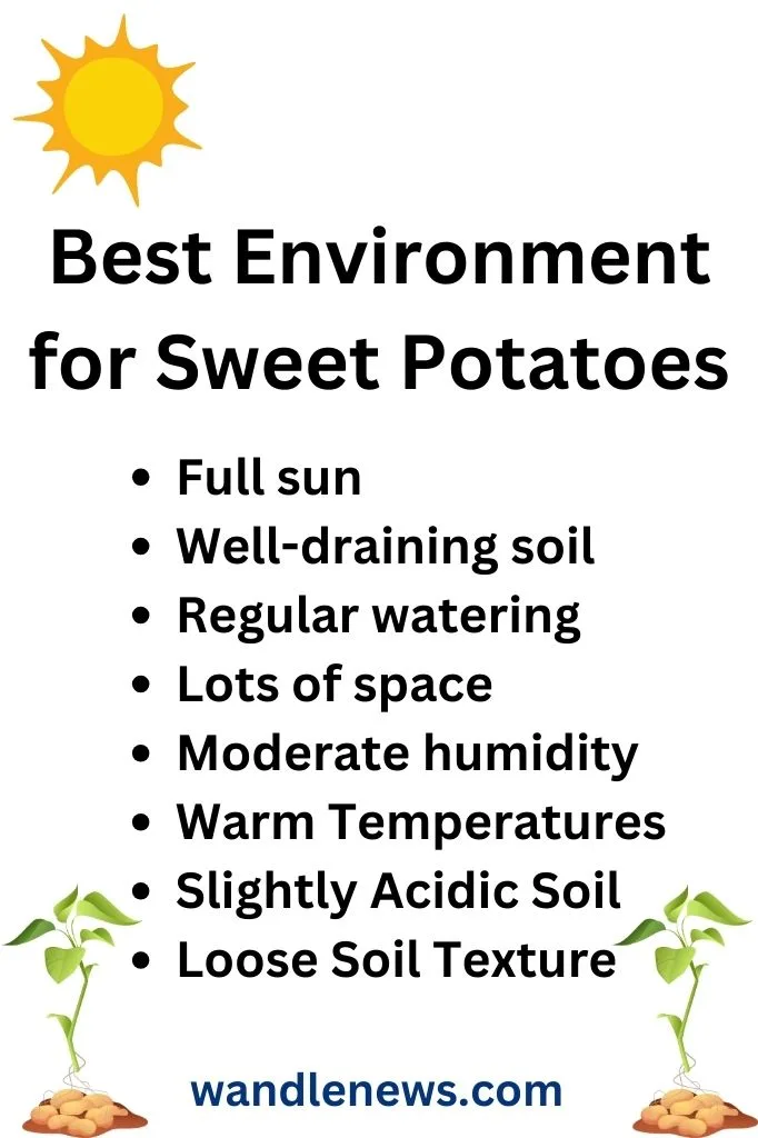 Best environment to grow sweet potatoes