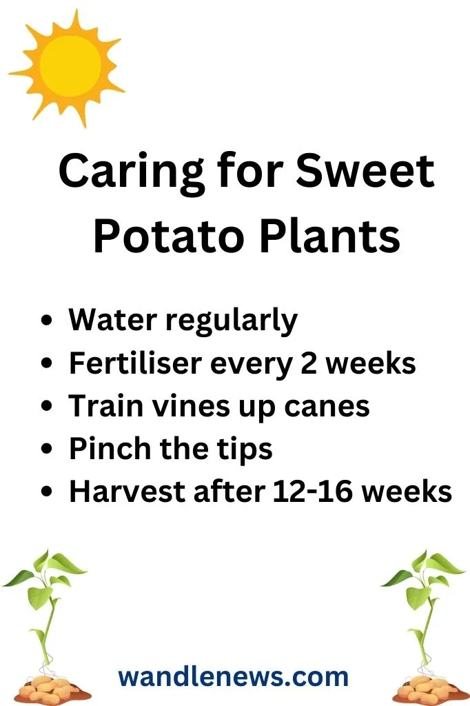 How to care for sweet potato plants