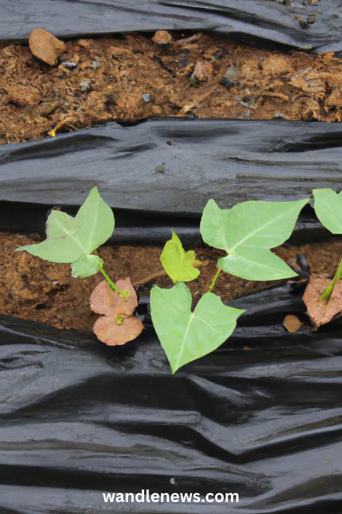 Using black polythene or black plastic mulch to keep the soil warm