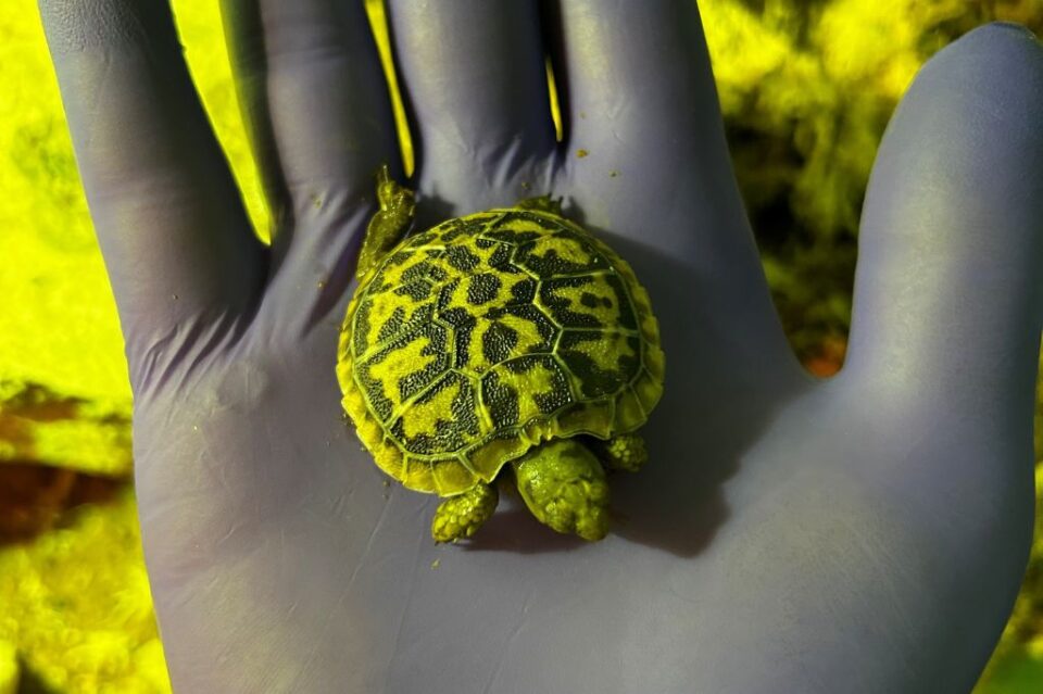 Pancake Tortoise Hatches at Battersea Zoo