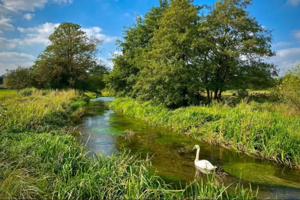 chalk stream with a swan